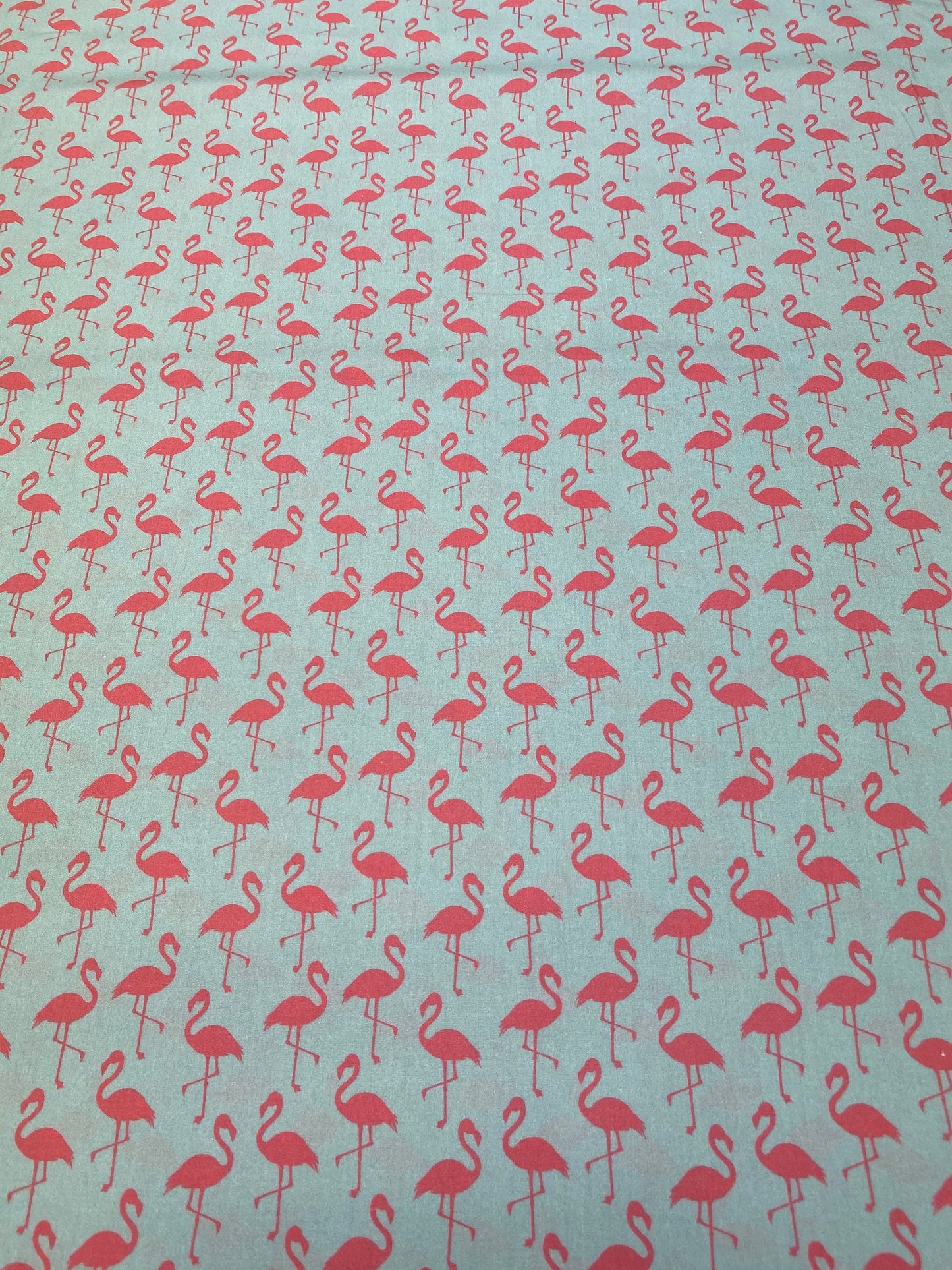 Tiere Flamingo Tier Flamingos
